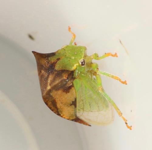 Réf. 332 006 : Stictocephala bisonia